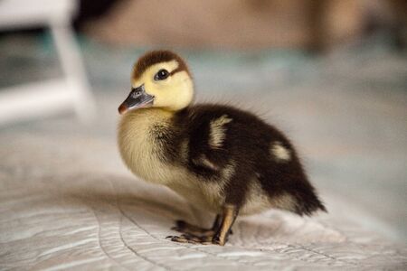 Curious Mottled duckling Anas fulvigula on a blue backgroundの写真素材