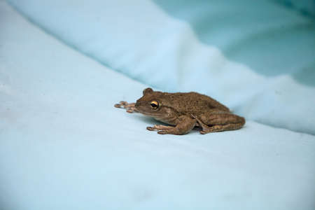 Perched on a blue cushion, a Cuban Tree Frog Osteopilus septentrionalis takes a rest in tropical...