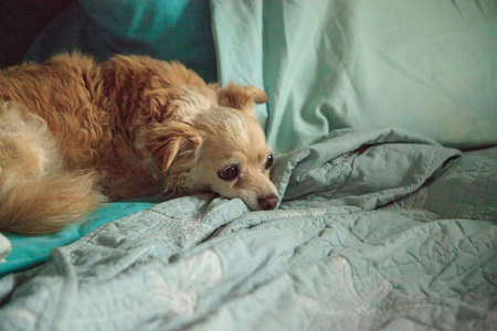 Timid blond Chihuahua dog between pillows on a blue bed.の写真素材