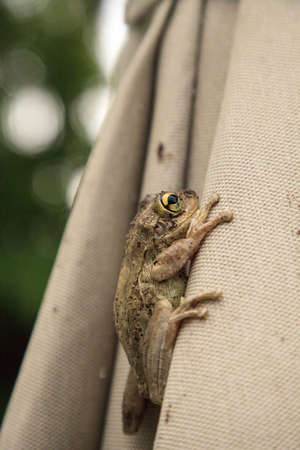 Umbrella with a Pinewoods treefrog Hyla femoralis clinging to the edge.の写真素材