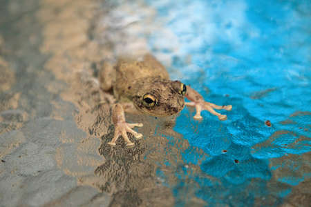 Pinewoods treefrog Hyla femoralis sits on a glass table in Naples, Florida.の写真素材