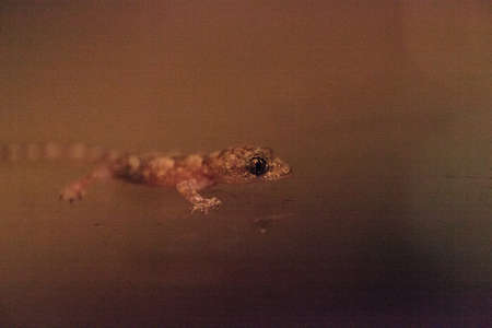 Baby Tropical house gecko Hemidactylus mabouia climbs across a window in Naples, Florida.
