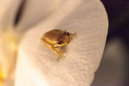 Green Baby pine woods tree frog Dryphophytes femoralis perched on an orchid flower in Naples,...
