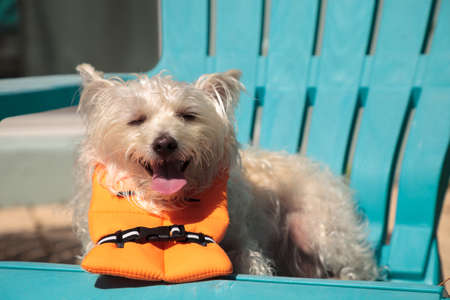 Smiling West Highland Terrier dog in a Halloween costume nautical orange life vest