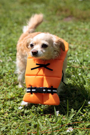 Cute Chihuahua dog in a Halloween costume nautical orange life vestの写真素材