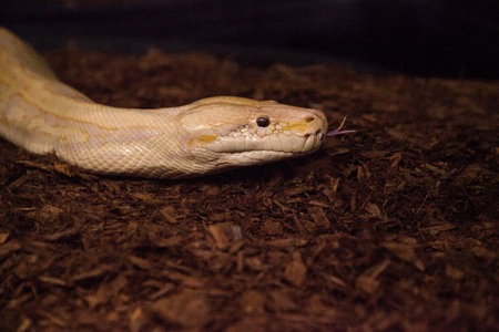 Albino Burmese python snake Python bivittatus is considered an invasive species in southern Florida.