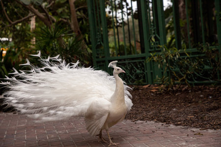 Prancing male white peacock Pavo cristatus attempts to chase off a brown young female peacock.の写真素材