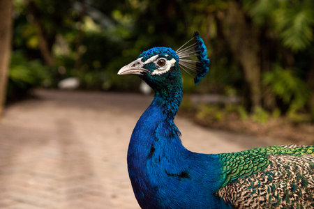 Blue Resting male Indian peacock Pavo cristatus crouches on the ground among the brush.の写真素材