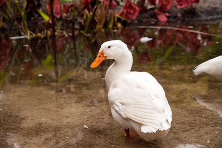 White snow goose Anser caerulescens wades in a pond in Bonita Springs, Florida.の写真素材
