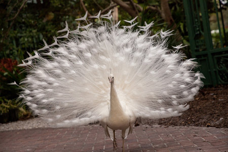 Impressive Displaying male white peacock Pavo cristatus.の写真素材