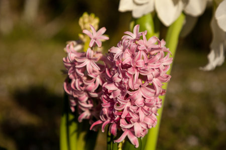 Pink Surprise Hyacinth flowers bloom in pink and are hardy winter flowers.の写真素材