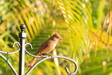 Female cardinal Cardinalis cardinalis songbird in a garden in Naples, Floridaの写真素材