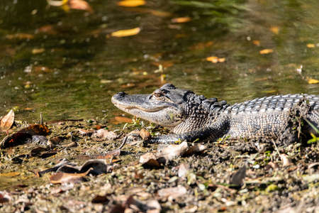 Baby American alligator Alligator mississippiensis in a pond in Naples, Floridaの写真素材