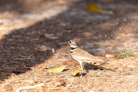 Killdeer Charadrius vociferus wading bird on the edge of a field in Naples, Floridaの写真素材