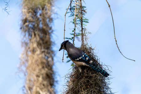Blue jay bird Cyanocitta cristata  perched on Spanish moss in Naples, Floridaの写真素材