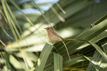 Palm warbler Setophaga palmarum perches on a palm tree in Naples, Floridaの写真素材