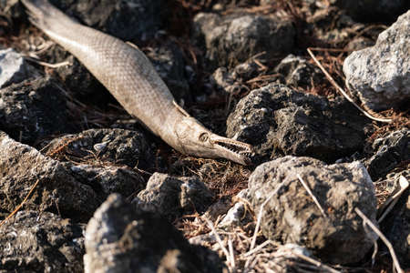 Dead alligator gar fish Atractosteus spatula lays across the rocks near a stream in Naples, Florida.の写真素材