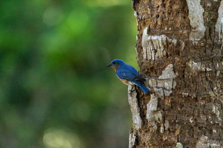 Male bright bluebird Sialia sialis perches on a tree in Naples, Floridaの写真素材