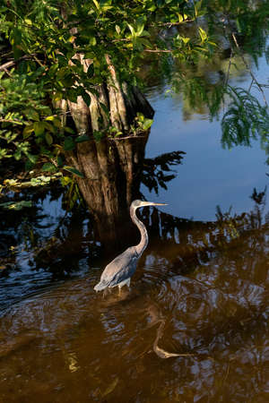 Tricolored heron Egretta tricolor wading bird in a swamp in Naples, Florida in spring.の写真素材
