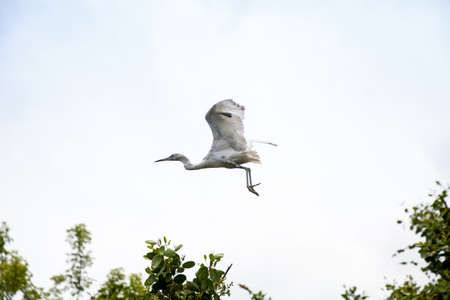 Hybrid of snowy egret and a little blue heron Egretta thula x caerulea flying over the mangroves in...