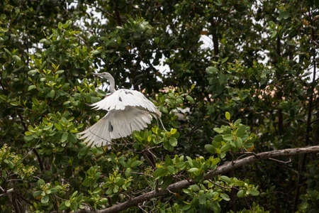 Hybrid of snowy egret and a little blue heron Egretta thula x caerulea flying over the mangroves in...