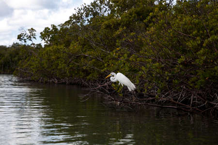 Perched great white egret Ardea alba across a kayak and a river leading to the ocean of Delnor Wiggins State Park of Naples, Floridaの写真素材