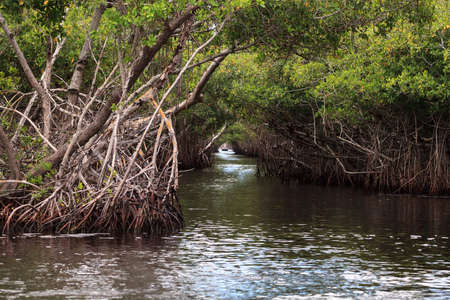 Airboat speeds through mangrove pathways in the swamp of the everglades in Everglade City