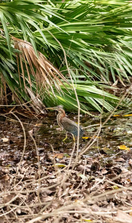 Little green heron Butorides virescens bird hiding among the brush in a swamp of Naples, Florida.