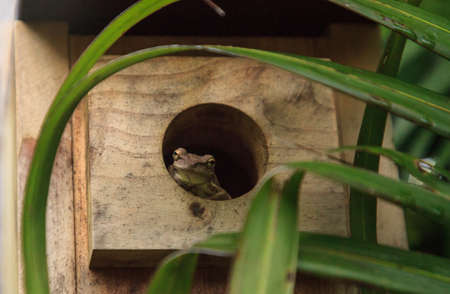Cuban tree frog Osteopilus septentrionalis peers out from the hole of a birdhouse nesting box in...