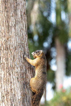 Sherman's fox squirrel with a nut in its mouth as it hangs from a tree in Southern Florida.の写真素材