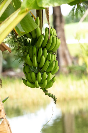 Fruiting banana tree produces in Southwestern Florida in summer.の写真素材