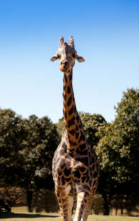 Angolan giraffe is also called Giraffa giraffa angolensis and is found in Namibia through Western...