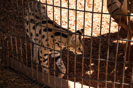 Captive serval cat Leptailurus serval paces in a cage.