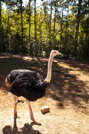 Ostrich is a large bird Struthio molybdophanes from Somaliaの写真素材