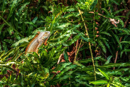 Large green iguana lizard called Iguana iguana perches in a bush and suns itself in Southern Florida.の写真素材