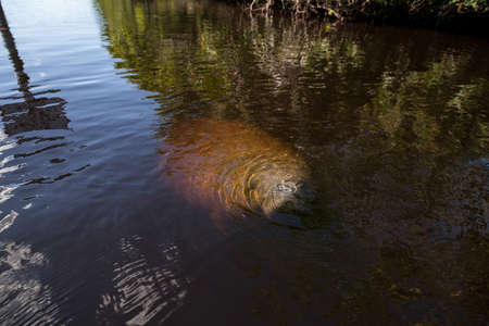 West Indian manatee Trichechus manatus in Southwest Florida as it floats slowly through a riverway in winter.の写真素材
