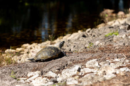 Basking yellow-bellied turtle Trachemys scripta scripta stretches out across the rocks in front of a...