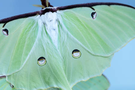 Close up of the bright green wing of a luna moth Actias luna in Portland, Maine.の写真素材