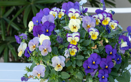 Bed of African violet Streptocarpus ionanthus flowers clustered together in a pot in a garden in...