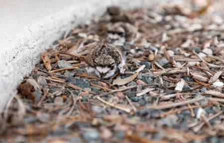 Baby killdeer Charadrius vociferus lie near their nest in Sarasota, Floridaの写真素材
