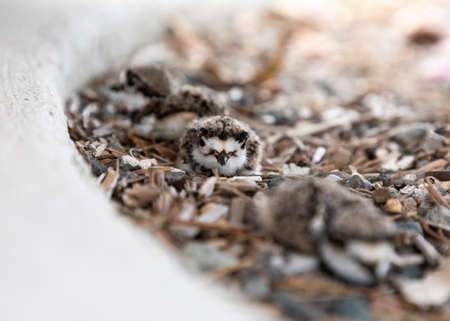 Baby killdeer Charadrius vociferus lie near their nest in Sarasota, Floridaの写真素材