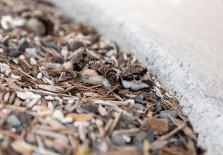 Baby killdeer Charadrius vociferus lie near their nest in Sarasota, Floridaの写真素材