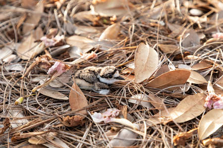 Baby killdeer Charadrius vociferus lie near their nest in Sarasota, Florida