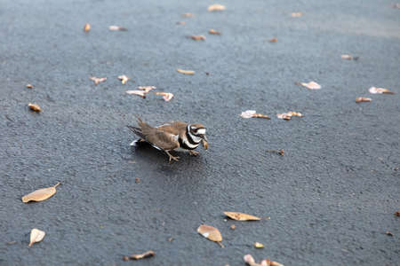 Adult killdeer Charadrius vociferus plays injured to draw predators away from the nest in Sarasota, Floridaの写真素材