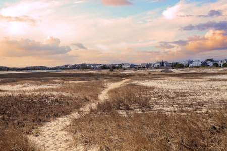 Dry grass on the beach at sunset with a blue sky and cloudsの写真素材