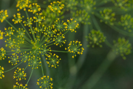 Yellow flower blooms on a dill herb plant Anethum graveolens in an organic garden in the fall.の写真素材