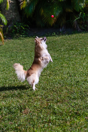Jumping Pomeranian Chihuahua dog plays with a ball in a tropical yard during the day.の写真素材