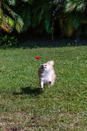 Jumping Pomeranian Chihuahua dog plays with a ball in a tropical yard during the day.の写真素材