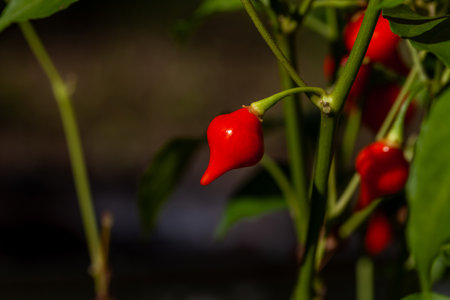 Sweet pepper drops grow in a organic vegetable garden in summer.