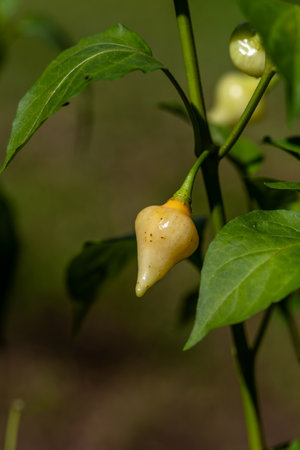 Sweet pepper drops grow in a organic vegetable garden in summer.の写真素材